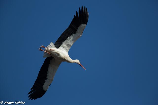 Rückflug zum Nest