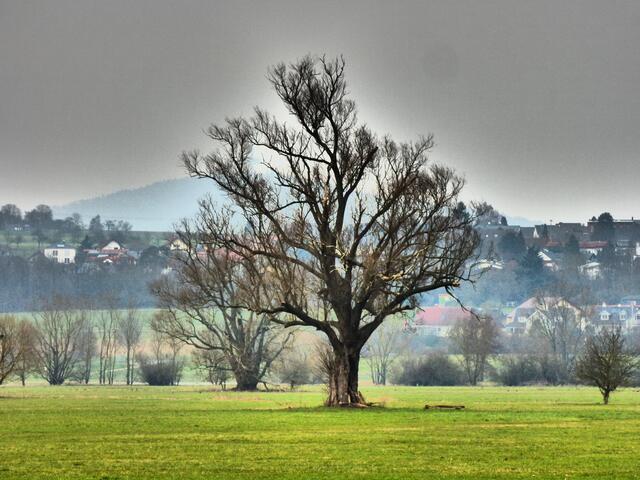 mein Freund der Baum
