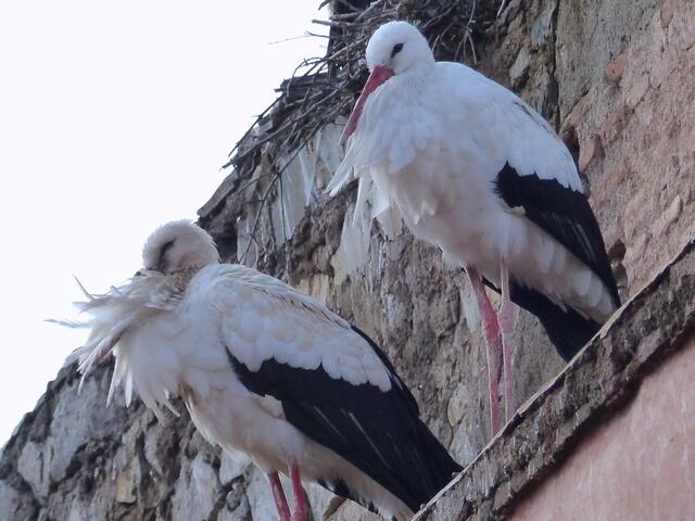 Wer muss da nicht an das Märchen vom Kalifen Storch mit dem vergessenen Zauberwort "Mutabor" denken.