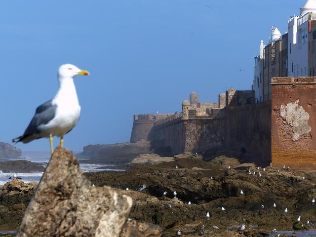 Zum Schluss der Reise besuchen wir am Atlantik die Stadt Essaouira, das frühere Mogador.