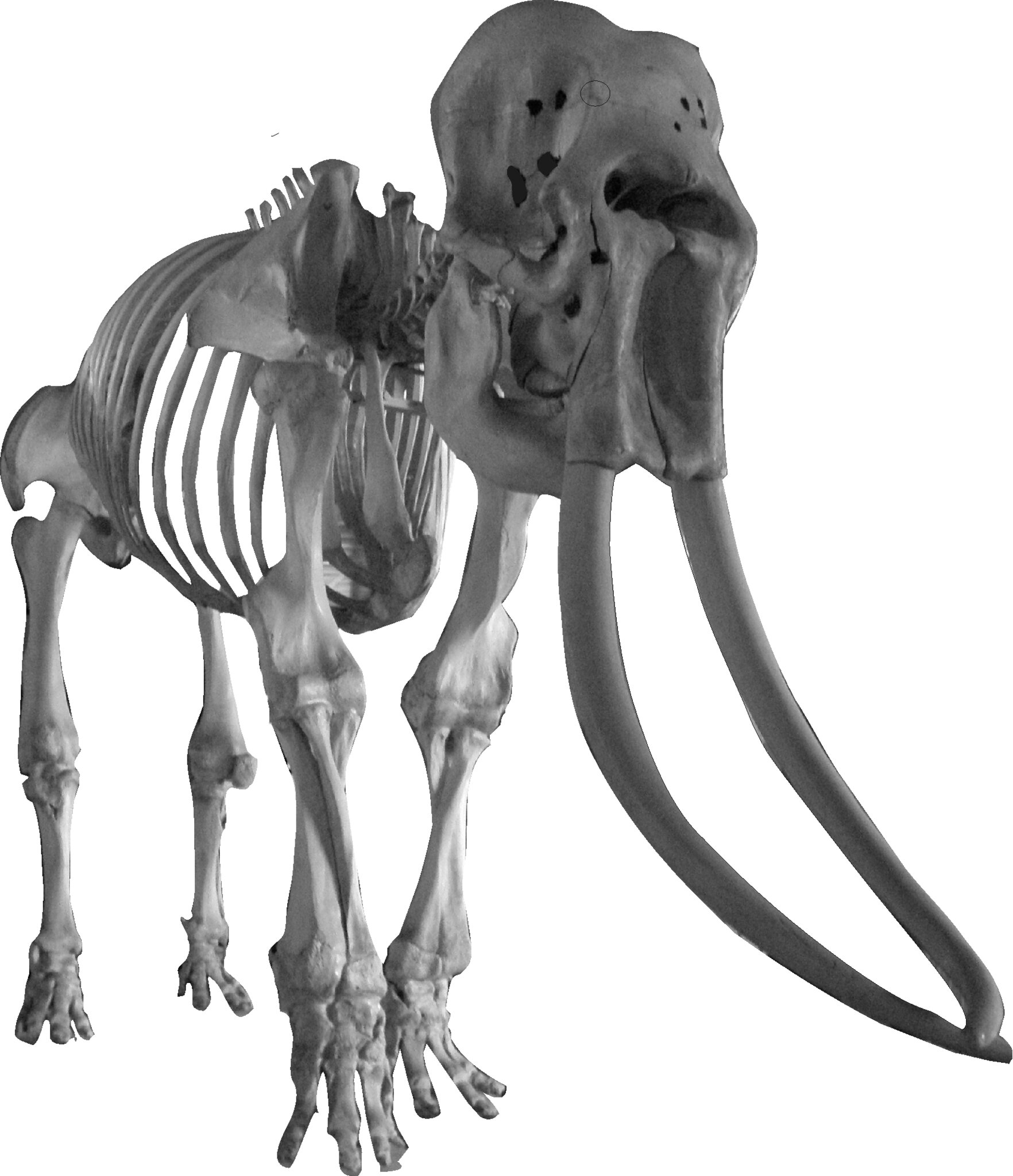 Alte Geschichten: Vor 150 Jahren wurde in Kirchhain ein wtender Elefant  erlegt - Marburg