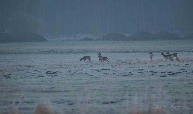 jetzt sind schon Rehe zu sehen