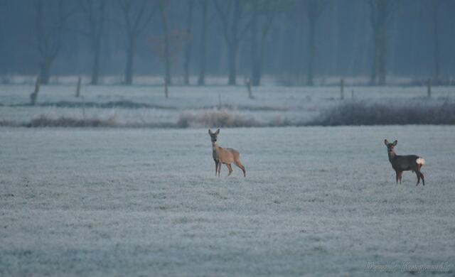 Achtung, der Frank ist schon wieder unterwegs.