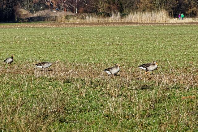 Außerhalb des Teichs liegen große Felder. Gefiederte und ungefiederte Spaziergänger bewegen sich im Grünen oder auf den gut angelegten Wegen!