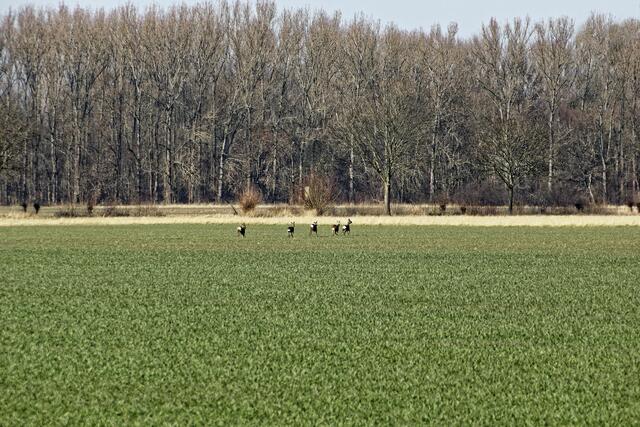 Auf einem großen Feld in Koldingen nördlich der B443 tummelten sich fünf sehr scheue Rehe.
