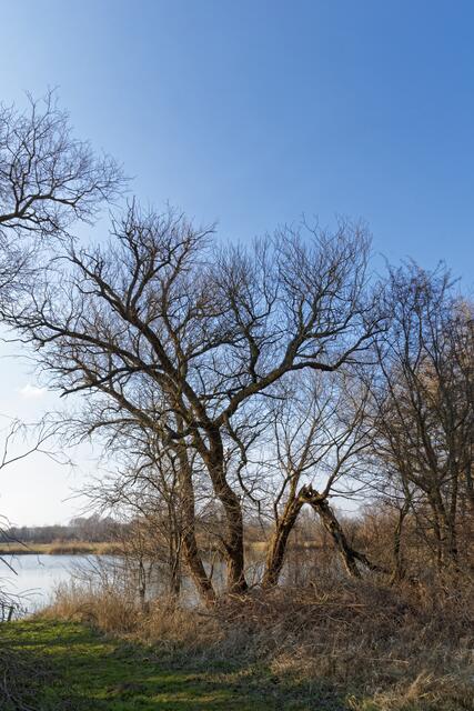 Völlig ohne Laub wirken besonders alte Bäume bizarr. Diese 'greisenhaft' aussehende 'Baumfamilie' hat selbst mit dem Stehen große Schwierigkeiten.