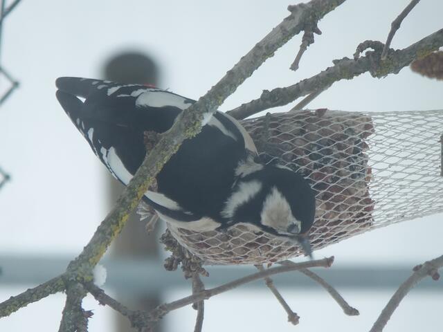 2013 Februar - Feder & Gefolge