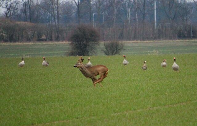 Achtung Gänse...