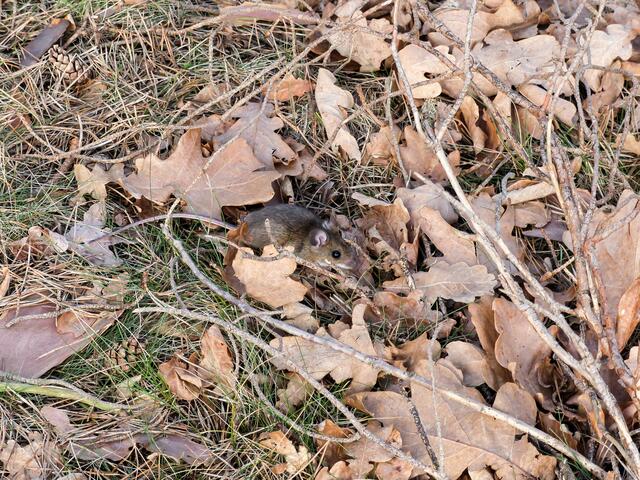 SUCHBILD mit ....!