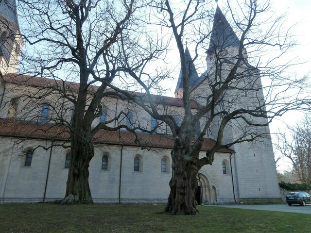 Kaiserdom Königslutter mit knorrigen alten Bäumen davor.