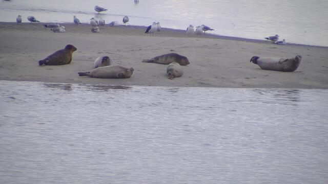 Eine Robbenfamilie begrüßt ankommende Gäste gleich am Fährhafen, die Insel ist nur über den Wasserweg zu erreichen