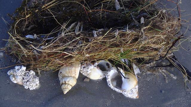 Strandgut