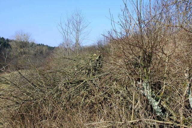 Ein Teil der „auf den Stock gesetzten“ Hecke, die in wenigen Wochen wieder neu austreiben und dichter wird.