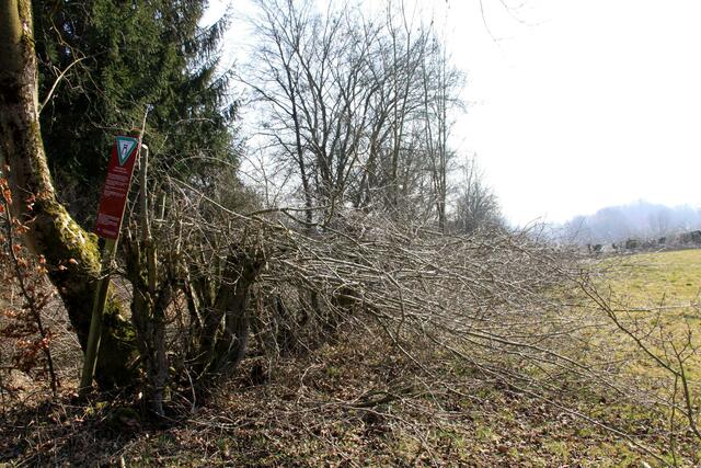 Ein Teil der „auf den Stock gesetzten“ Hecke, die in wenigen Wochen wieder neu austreiben und dichter wird.