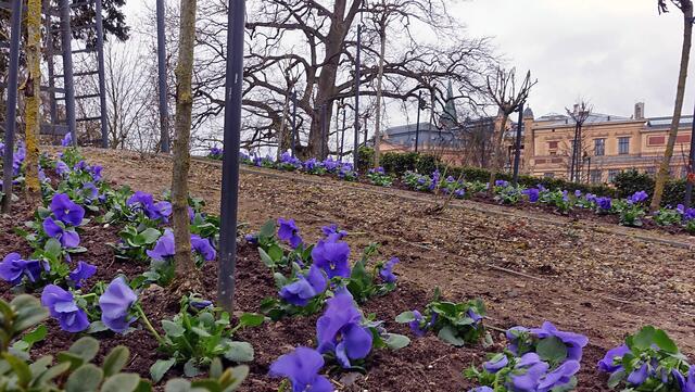 Stiefmütterchen blühen auf dem Rosenhügel des Burggartens.