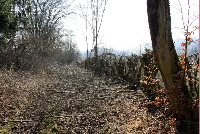 Ein Teil der „auf den Stock gesetzten“ Hecke, die in wenigen Wochen wieder neu austreiben und dichter wird.