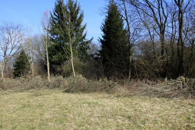 Ein Teil der „auf den Stock gesetzten“ Hecke, die in wenigen Wochen wieder neu austreiben und dichter wird.
