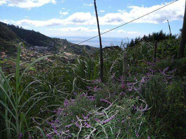 Entlang der Levada do Norte von Boa Morte nach Cruz da Caldeira