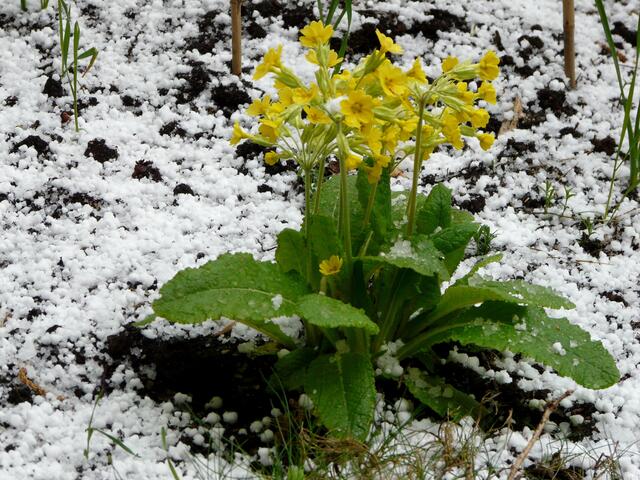 Die Wetterkapriolen im April machen es möglich! Weiße Überraschungen!  Mein FRÜHLINGSINDIKATOR, die Schlüsselblume am 21.April 2010. Sie hielt dem Hagelschauer stand und zeigt mir auch in diesem Jahr im März 2016...Hurra der Frühling ist nun da! Mit dem Lied vom schönen Frühjahr auf den Lippen beende ich diesen Beitrag. Siehe Link: https://www.youtube.com/watch?v=CHrjtXb1NfM