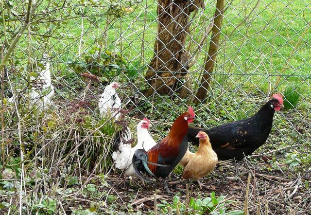 Zaungäste vom Nachbarn in unserm Garten