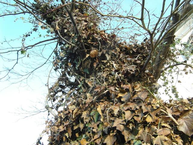 Stellenweise nur die verwachsenen Stellen zu sehen !
