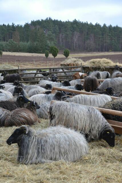 Nach zwei Jahren haben die Heidschnucken ihr typisch grau gefärbtes Fell (Foto: Katja Woidtke)