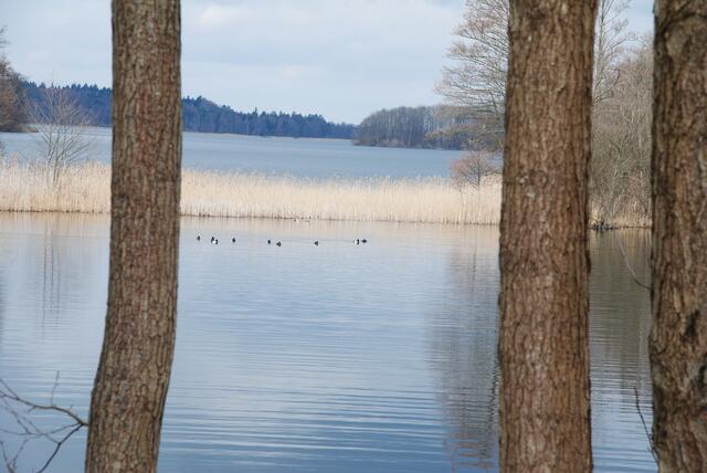 Man spürt den Frühling , es kommt Leben auf den See.
