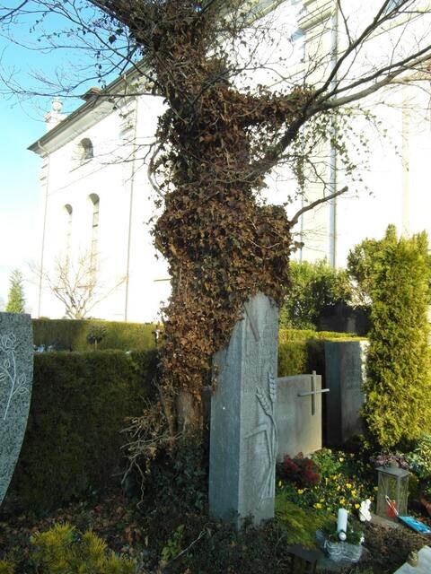 Wie Holz und Stein miteinander verwachsen ist, im Lauf der Jahre !