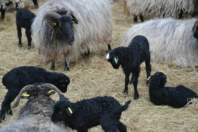Schwarz gelockt und übermütig - Nachwuchs bei den Heidschnucken in Amelinghausen (Foto: Katja Woidtke)