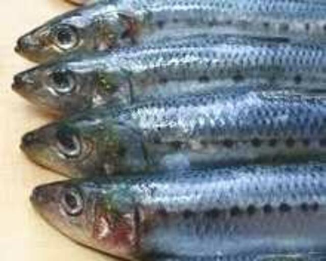 Tk-Fisch