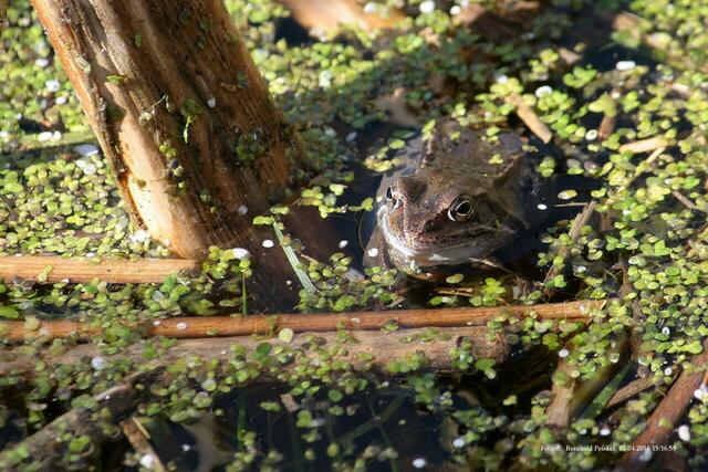 Moorfrosch ?