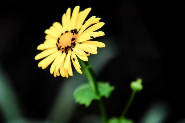 Es wird Frühling | Foto: SCHWARZE-art-PHOTOGRAPHIE