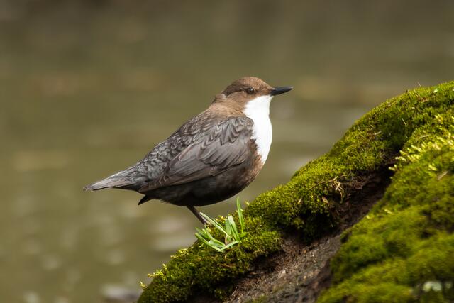 Schöner Vogel
