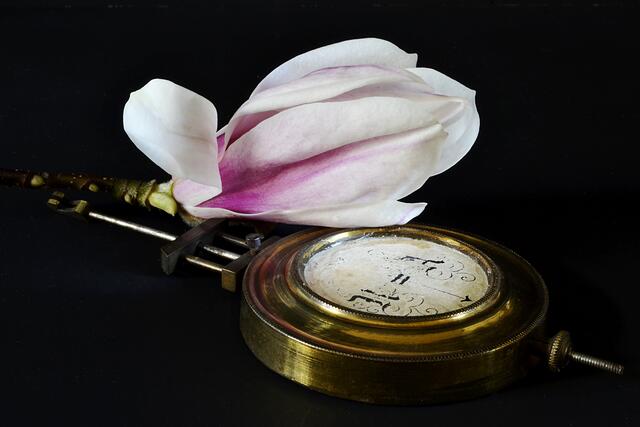 Tulpen-Magnolie
