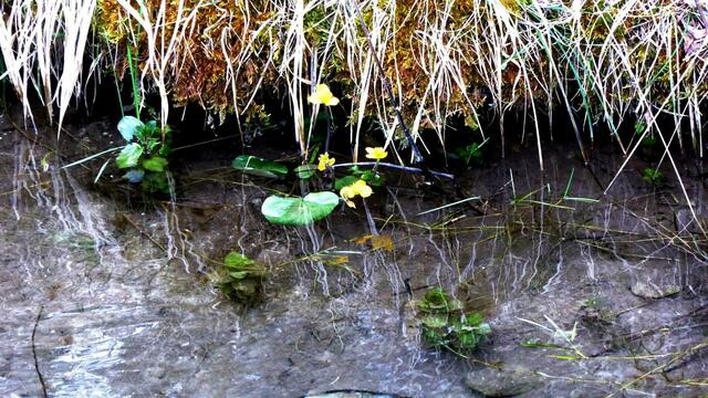 Dotterblume
