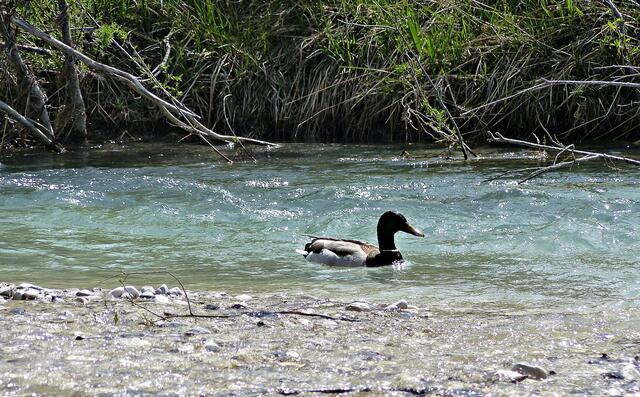 Die Isar bei Vorderriss