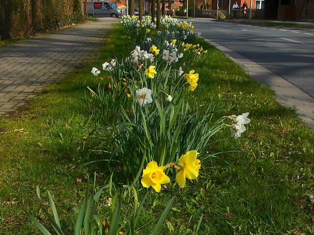 . . . Osterglocken . . ., Frühlingserwachen ist an einigen Stellen in Burgdorf zu bewundern . . .