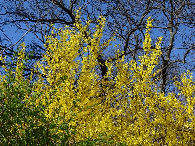 Forsythie