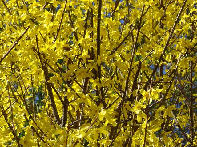 Forsythie