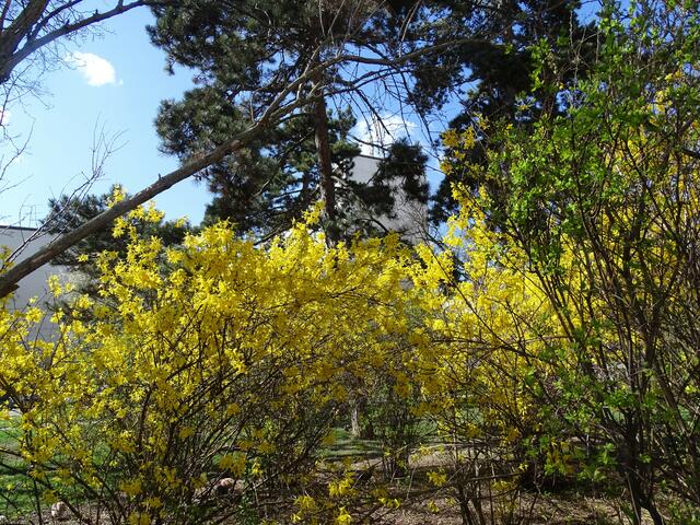 Forsythie