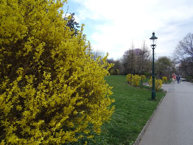 Forsythie