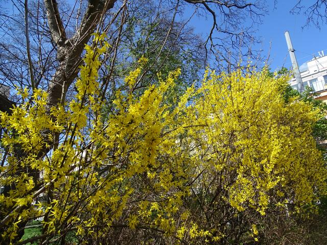 Forsythie