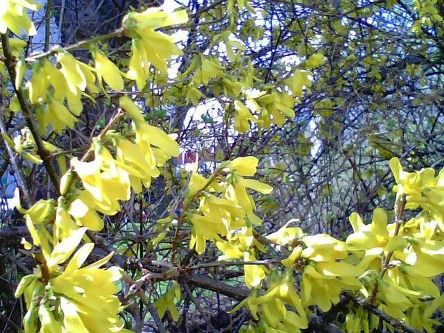 Forsythie