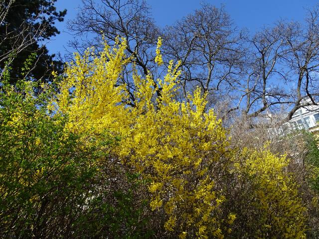 Forsythie