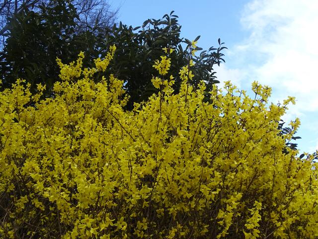 Forsythie