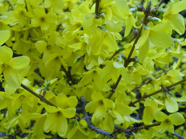 Forsythie