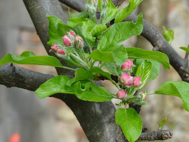 Apfelblüte