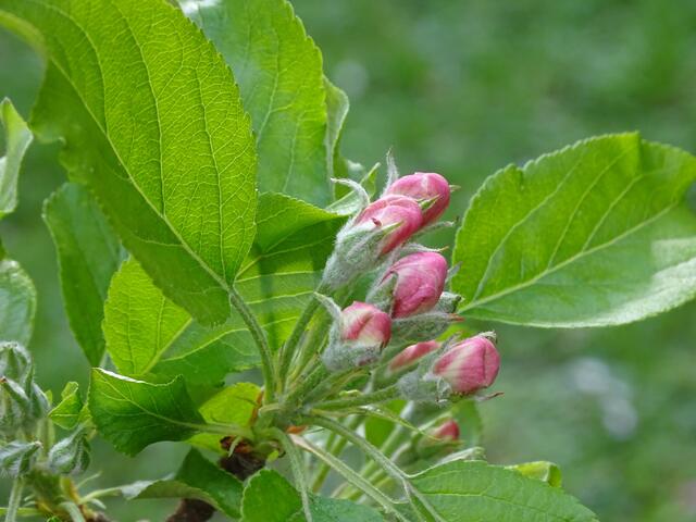Apfelblüte
