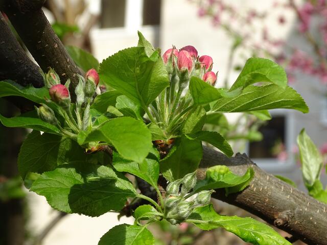 Apfelblüte