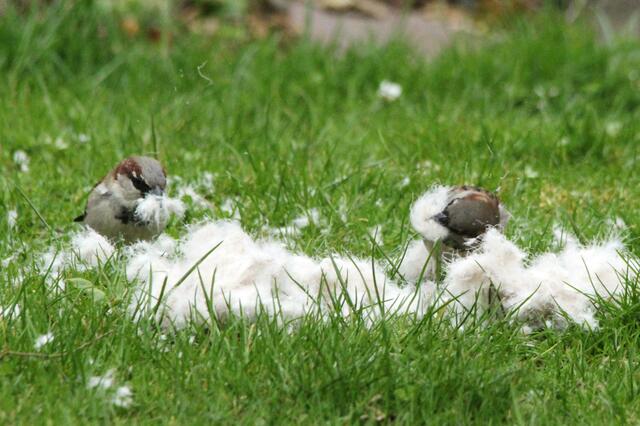 ...und fliegt herum...